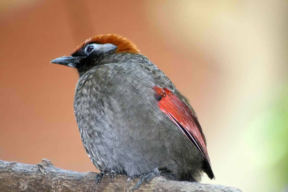 Grey and red bird on a tree branch