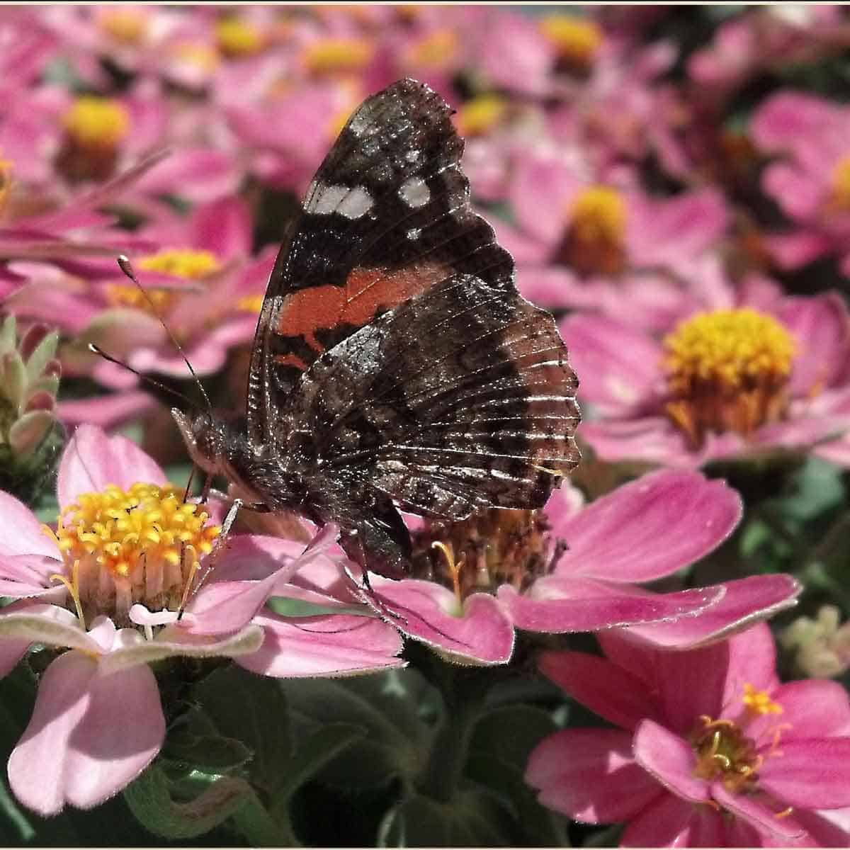 pink flowers with brown butterfly