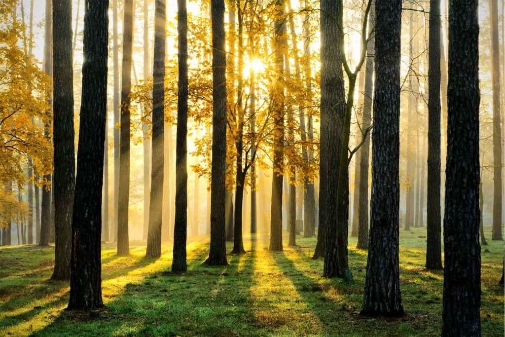 Trees with sunlight and shadows