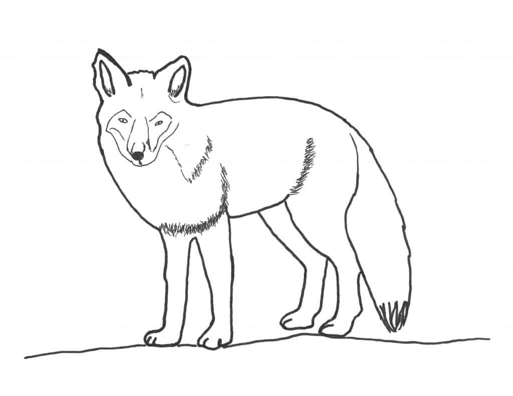 fox coloring page