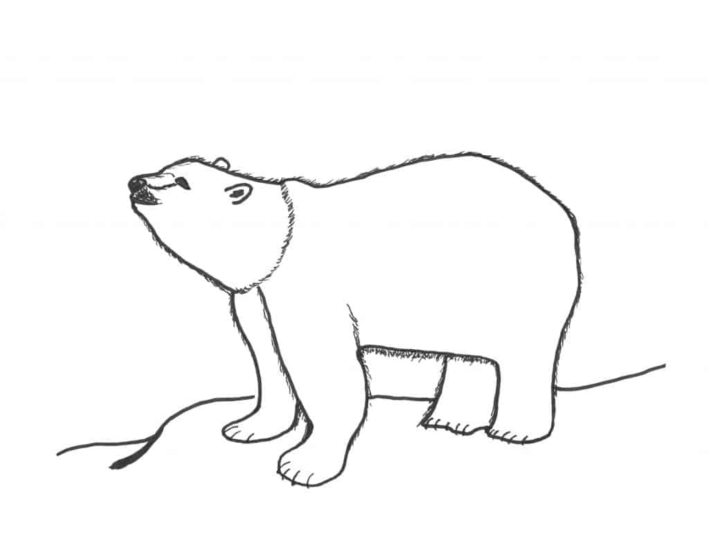 Polar Bear coloring page