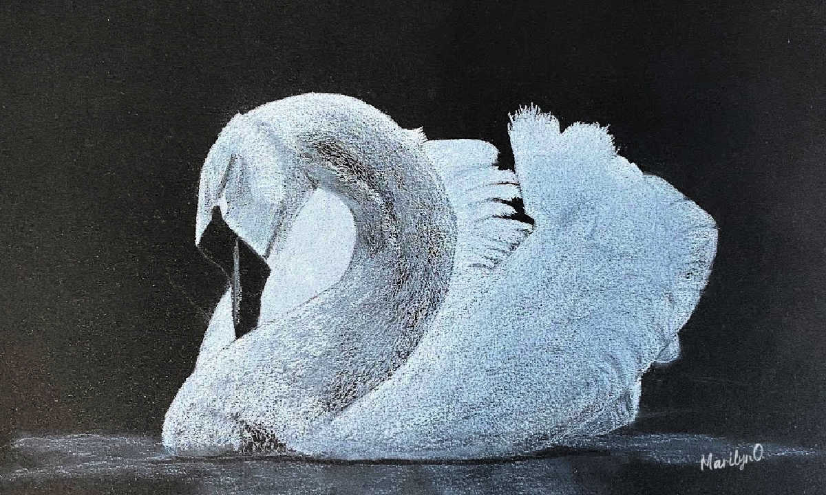 White charcoal drawing of an elegant white swan with detailed feathers on a dark background.